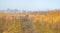 Horses in foggy wetland in winter