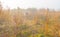 Horses in foggy wetland in winter