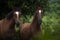 Horses in forest