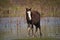 Horses free on a field in Argentina