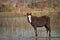 Horses free on a field in Argentina