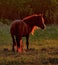 Horses on the free meadows of the Altai mountains