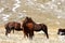 Horses in free nature, Abruzzo, Italy