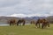 Horses freedom in Abruzzo