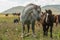 Horses in freedom in Abruzzo Italy