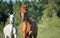 Horses on freedom in forest