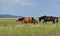 Horses frolic on a pasture.