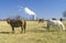 Horses in front of a nuclear power plant