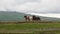 Horses gallop across the plain in Iceland. Andreev.