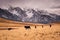 Horses galloping across a cold grassland by the snowy, craggy Andes mountains in Valle de Uco, Mendoza, Argentina