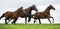 Horses galloping in a field