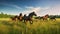 Horses galloping in the meadow at sunset. Motion blur