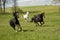 Horses galloping in the paddock