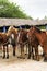 Horses gathered at beach