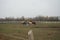 The horses gathered at the feeder with hay covered with a net so that the animals would not overeat. Stadtrandhof, Schoenefeld