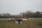 The horses gathered at the feeder with hay covered with a net so that the animals would not overeat. Stadtrandhof, Schoenefeld