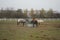 The horses gathered at the feeder with hay covered with a net so that the animals would not overeat. Stadtrandhof, Schoenefeld