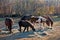 Horses gazing