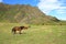 Horses on a glade