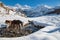 Horses go drinking in a frosted creek