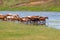 Horses go to drink to the river a large herd