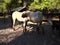 Horses and goats in ocala