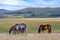 Horses are grasing on mountain valley. Summer landscape.