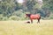 Horses in grass. Adult horse and foal in the meadow