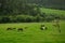 Horses in the grass farm in SHANGRI-LA