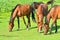 Horses on a grassfield