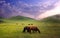 Horses in the grassland