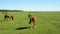 Horses on the grassland