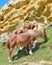 Horses graze beneath colorful sandstone rock formations on the Basque coast. Mount Jaizkibel, Hondarribia, Spain