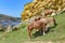 Horses graze beneath colorful sandstone rock formations on the Basque coast. Mount Jaizkibel, Hondarribia, Spain