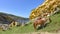 Horses graze beneath colorful sandstone rock formations on the Basque coast. Mount Jaizkibel, Hondarribia, Spain