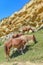 Horses graze beneath colorful sandstone rock formations on the Basque coast. Mount Jaizkibel, Hondarribia, Spain