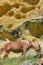 Horses graze beneath colorful sandstone rock formations on the Basque coast. Mount Jaizkibel, Hondarribia, Spain