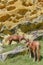 Horses graze beneath colorful sandstone rock formations on the Basque coast. Mount Jaizkibel, Hondarribia, Spain