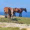 Horses graze on colorful sandstone rock formations on the Basque coast. Mount Jaizkibel, Hondarribia, Spain