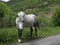 Horses graze green grass on a meadow