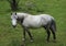 Horses graze green grass on a meadow