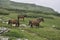 Horses graze green grass on a meadow