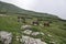 Horses graze green grass on a meadow