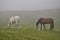 Horses graze green grass on a meadow