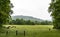 Horses graze in a green meadow in Cades Cove.