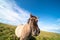 Horses graze on a green meadow in Iceland