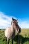 Horses graze on a green meadow in Iceland