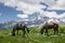Horses graze on green meadow in mountains against backdrop of Mount Ushba in Svaneti, Georgia. Horses eat grass on mountain meadow