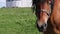 Horses graze in the meadow. Close to city building. Close-up shot