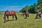 Horses graze in a meadow in a corral on a sunny day